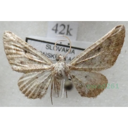 Eupithecia millefoliata Rössler, 1866 Grotnik krwawniczak Slovakia42k